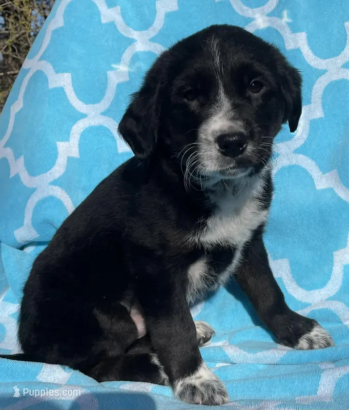 Sparrow – Labrador Retriever puppy for sale in Jobstown, NJ