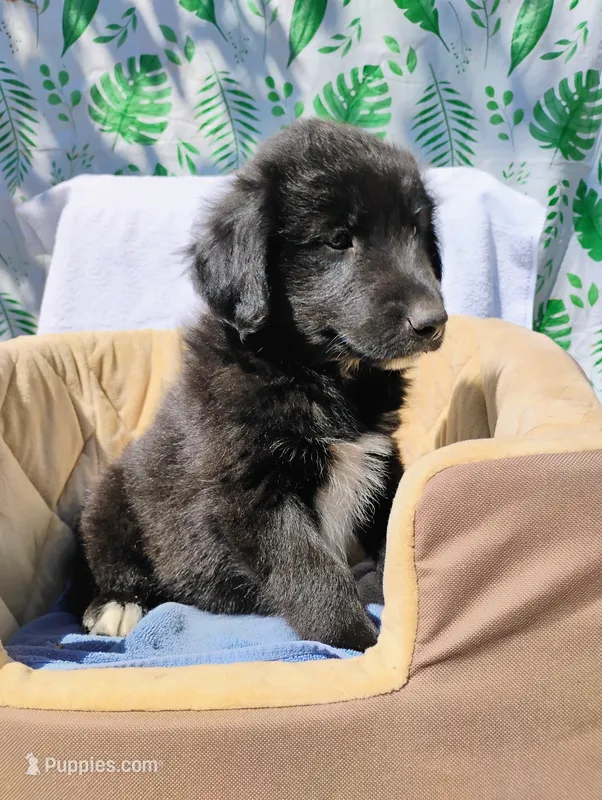Tanner – Border Collie, Collie puppy for sale in Jobstown, NJ