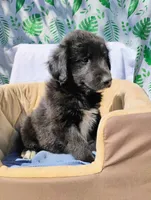 Tanner, a male Border Collie and Collie for sale in Jobstown, NJ – 1 of 1