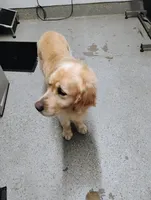 Alfie , a male Golden Retriever for sale in Jobstown, NJ – Photo 2 of 2