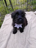 Walter, a male Cairn Terrier for sale in Jobstown, NJ – 2 of 3