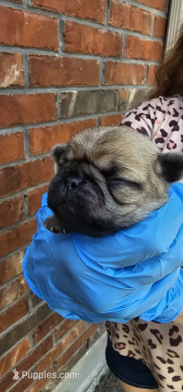 Jess – Pug puppy for sale in Fort Worth, TX