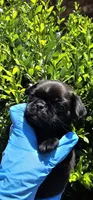 John, a male Pug for sale in Fort Worth, TX – 4 of 9