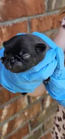 Jem, a female Pug for sale in Fort Worth, TX – 4 of 7