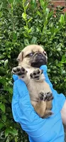 Jess, a female Pug for sale in Fort Worth, TX – 5 of 6