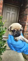 Jess, a female Pug for sale in Fort Worth, TX – 4 of 6