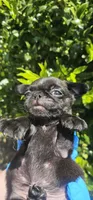 John, a male Pug for sale in Fort Worth, TX – 5 of 9