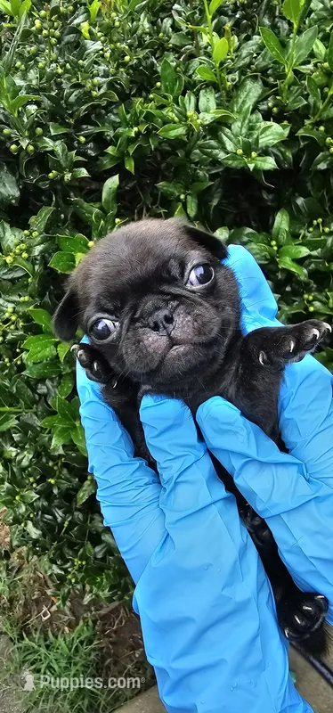 Jem – Pug puppy on hold in Fort Worth, TX