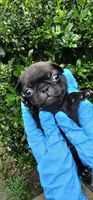 Jem, a female Pug for sale in Fort Worth, TX – 1 of 7