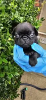 Joe, a male Pug for sale in Fort Worth, TX – 3 of 6