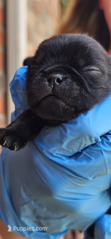 Jonah – Pug puppy for sale in Fort Worth, TX
