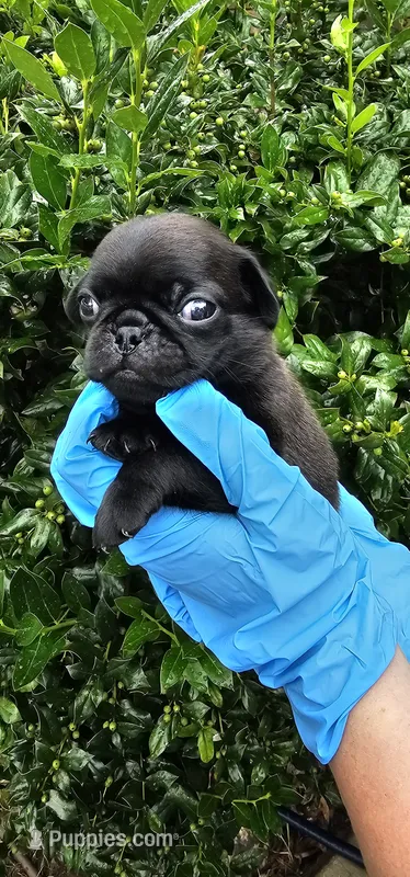 Joe – Pug puppy for sale in Fort Worth, TX