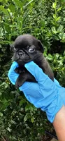 Joe, a male Pug for sale in Fort Worth, TX – 1 of 6