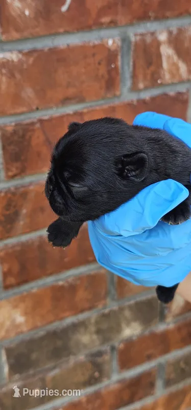 John* – Pug puppy for sale in Fort Worth, TX