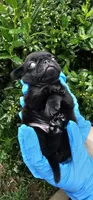 Joe, a male Pug for sale in Fort Worth, TX – 5 of 6