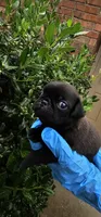 Joe, a male Pug for sale in Fort Worth, TX – 2 of 6