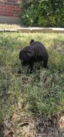 John, a male Pug for sale in Fort Worth, TX – 8 of 9