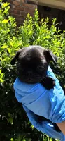 John, a male Pug for sale in Fort Worth, TX – 3 of 9