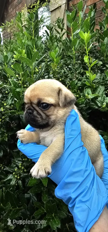 Jess – Pug puppy for sale in Fort Worth, TX