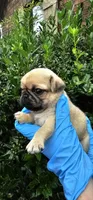 Jess, a female Pug for sale in Fort Worth, TX – 1 of 6