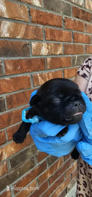 Joe – Pug puppy for sale in Fort Worth, TX