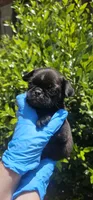 John, a male Pug for sale in Fort Worth, TX – 1 of 9