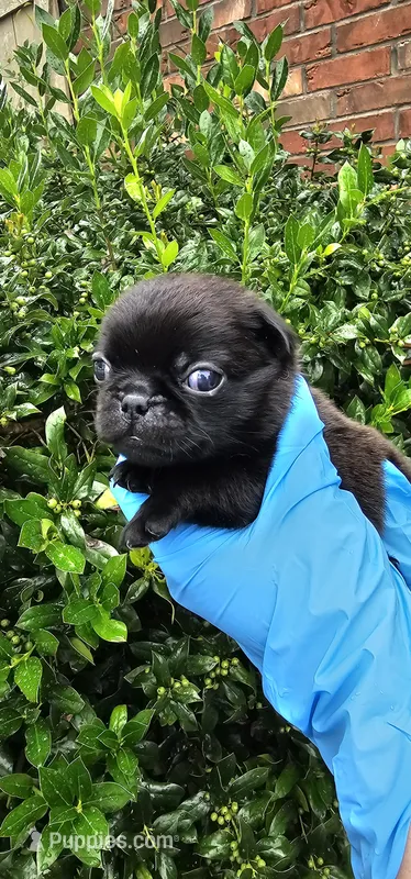 Jonah – Pug puppy for sale in Fort Worth, TX