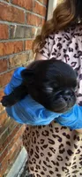Jem, a female Pug for sale in Fort Worth, TX – 6 of 7