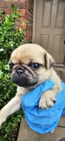 Jess, a female Pug for sale in Fort Worth, TX – 2 of 6