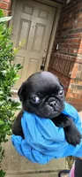 Joe, a male Pug for sale in Fort Worth, TX – 4 of 6