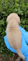 Jess, a female Pug for sale in Fort Worth, TX – 6 of 6