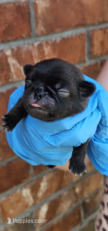 Jem – Pug puppy for sale in Fort Worth, TX