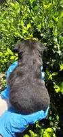 John, a male Pug for sale in Fort Worth, TX – 6 of 9