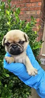 Jess, a female Pug for sale in Fort Worth, TX – 3 of 6