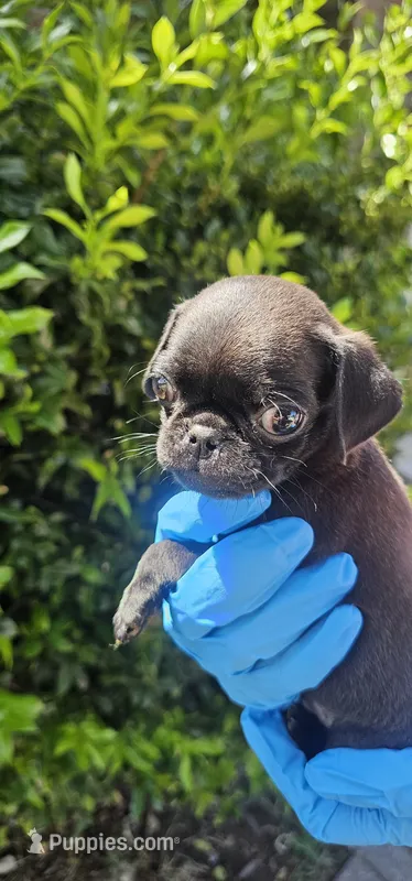 Joe – Pug puppy for sale in Fort Worth, TX