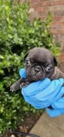Jem, a female Pug for sale in Fort Worth, TX – 2 of 7