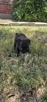 John, a male Pug for sale in Fort Worth, TX – 9 of 9