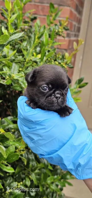 John* – Pug puppy for sale in Fort Worth, TX