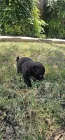 John, a male Pug for sale in Fort Worth, TX – 7 of 9