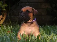 Champagne , a female Cane Corso and Boerboel for sale in Houston, TX – 3 of 4