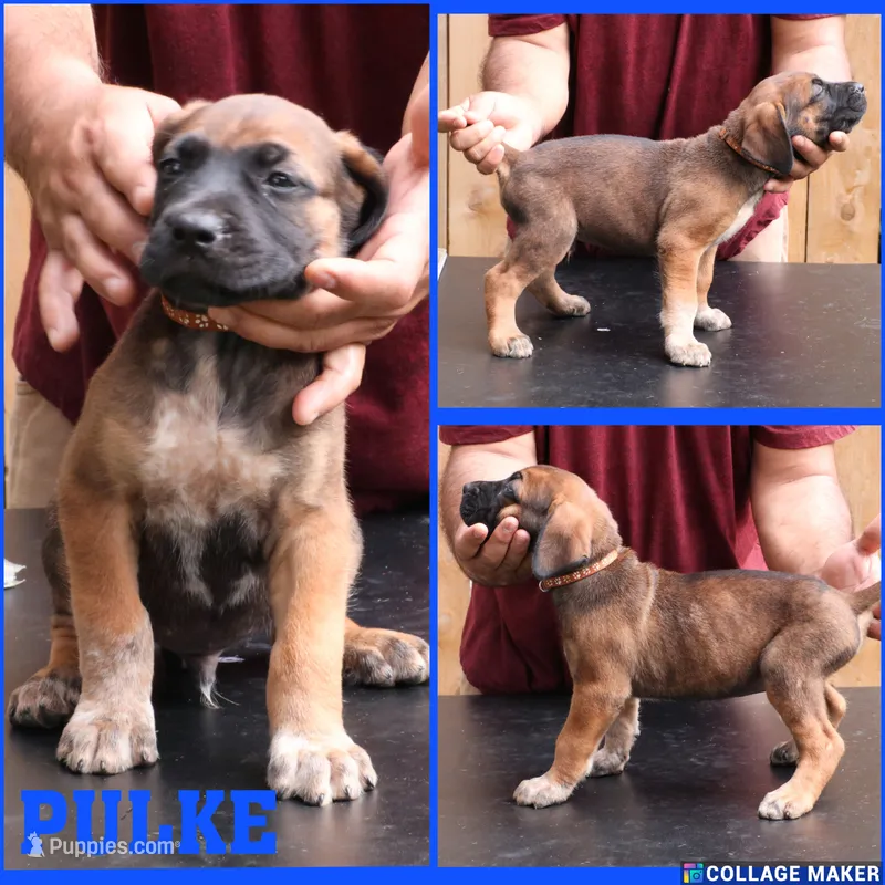 Pulke – Cane Corso, Boerboel puppy for sale in Houston, TX
