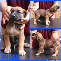 Pulke, a male Cane Corso and Boerboel for sale in Houston, TX – 1 of 3