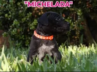 Michelada, a female Cane Corso and Boerboel for sale in Houston, TX – 3 of 3