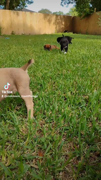 Martini, a male Cane Corso and Boerboel for sale in Houston, TX – 6 of 6