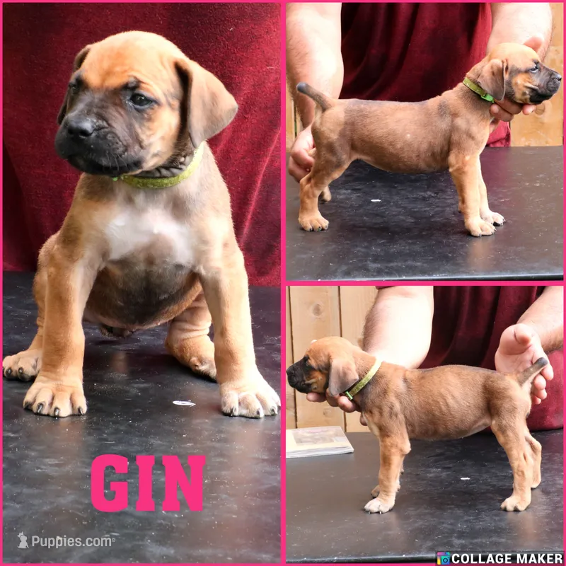 Gin – Cane Corso, Boerboel puppy for sale in Houston, TX