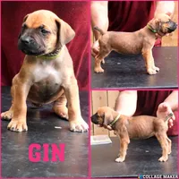 Gin, a female Cane Corso and Boerboel for sale in Houston, TX – 1 of 3