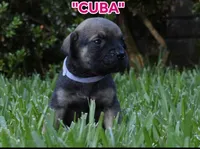 Cuba, a female Cane Corso and Boerboel for sale in Houston, TX – 4 of 5