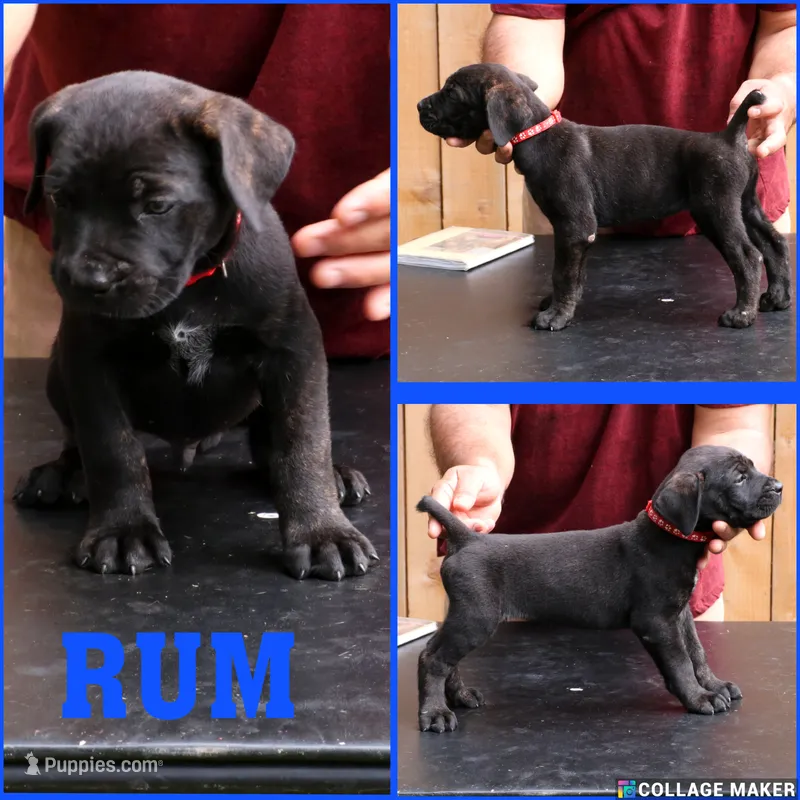 Rum – Cane Corso, Boerboel puppy for sale in Houston, TX