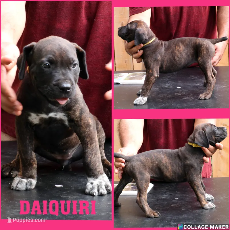 Daiquiri  – Cane Corso, Boerboel puppy for sale in Houston, TX