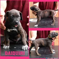 Daiquiri , a female Cane Corso and Boerboel for sale in Houston, TX – 1 of 4